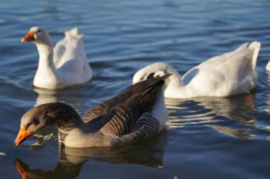 Gri ve beyaz kazlar suda yüzer