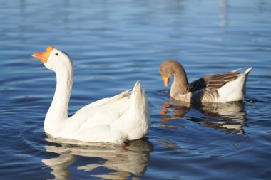 Gri ve beyaz kazlar suda yüzer