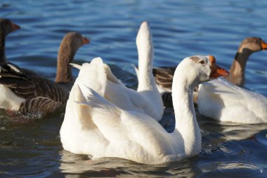 Gri ve beyaz kazlar suda yüzer
