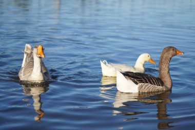 Gri ve beyaz kazlar suda yüzer