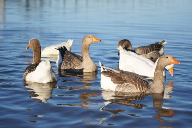 Bir kaz sürüsü gölde yüzer.