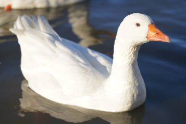 Beyaz kaz gölde yüzer