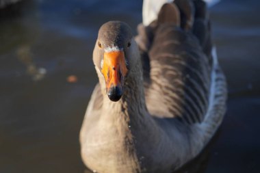Gri kaz gölde yüzer