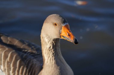 Gri kaz gölde yüzer