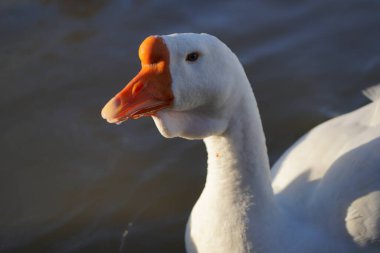 Beyaz kaz gölde yüzer