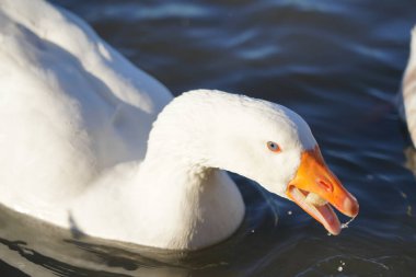 Beyaz kaz gölde yüzer