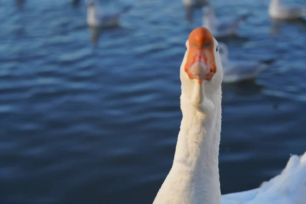 Gänsekopf Der Makrofotografie — Stockfoto