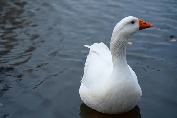 Fehér Liba Úszik Vízen — Stock Fotó