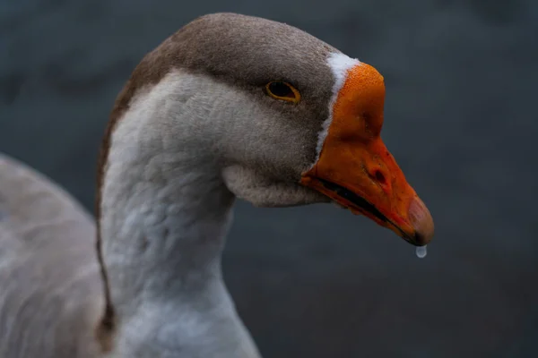 Grijze Gans Staat Het Water Eet Brood — Stockfoto