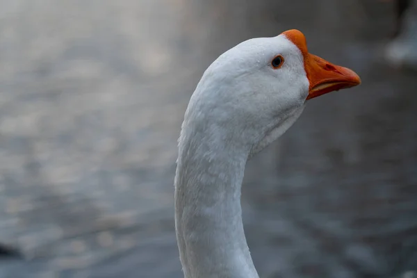 Weiße Gans Makrofotografie Auf Dem Hintergrund Des Wassers — Stockfoto