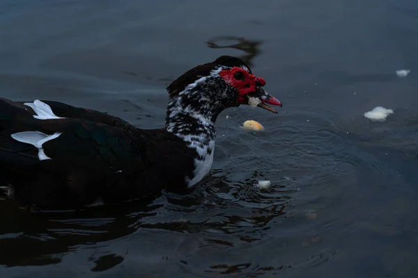 Pato Preto Nada Água — Fotografia de Stock