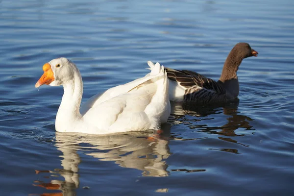 Grijze Witte Ganzen Zwemmen Het Water — Stockfoto