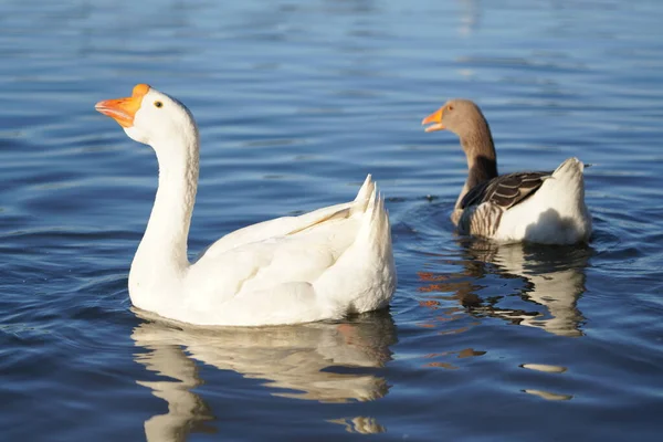 Gri ve beyaz kazlar suda yüzer