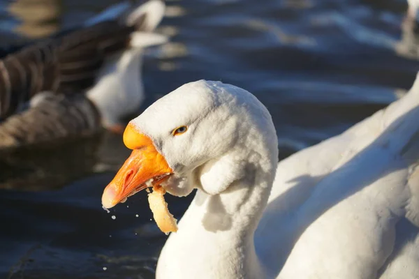 Gansos Brancos Cinzentos Comendo Pão Água — Fotografia de Stock