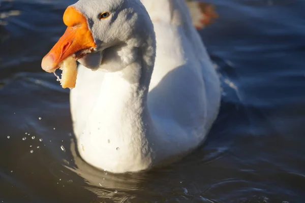 Gansos Brancos Cinzentos Comendo Pão Água — Fotografia de Stock