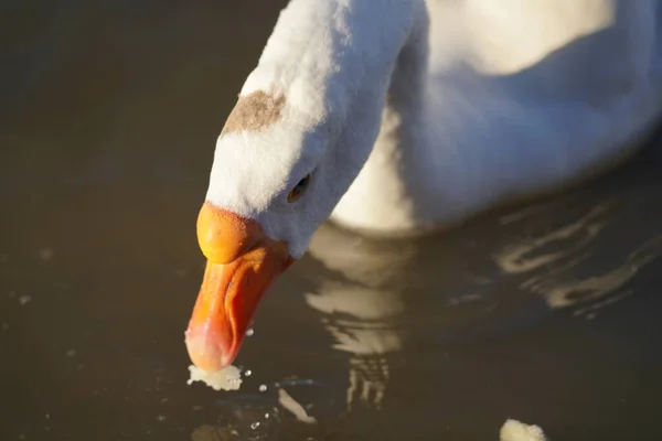 Gray White Geese Eating Bread Water — Stock Photo, Image