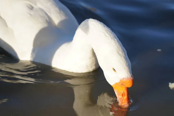 Szürke Fehér Libák Kenyeret Esznek Vízben — Stock Fotó