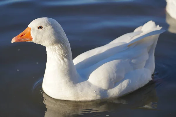 Білий Гусак Плаває Озері — стокове фото