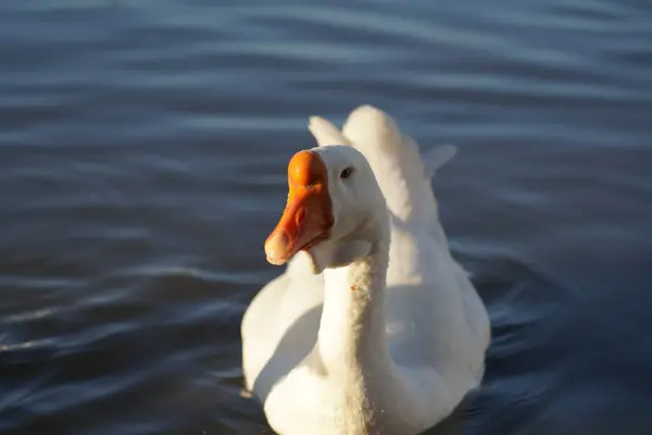 Ganso Branco Nada Lago — Fotografia de Stock