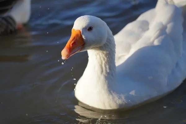 White Goose Swims Lake — Stock Photo, Image