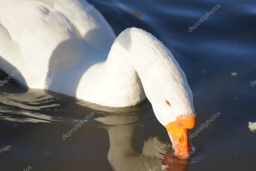 Gray and white geese eating bread in water