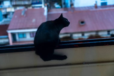 Balkon kafesindeki kedi