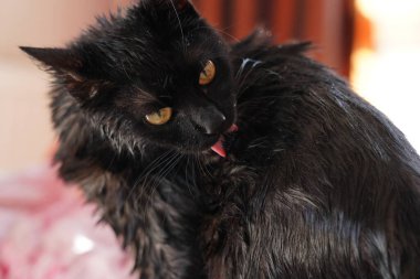 Siyah ıslak kedi dudaklarını yatakta yalıyor.