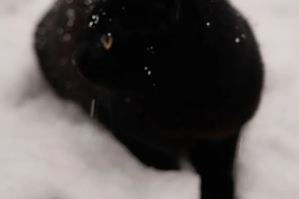 Черная Кошка Сидит Белом Снегу — стоковое фото