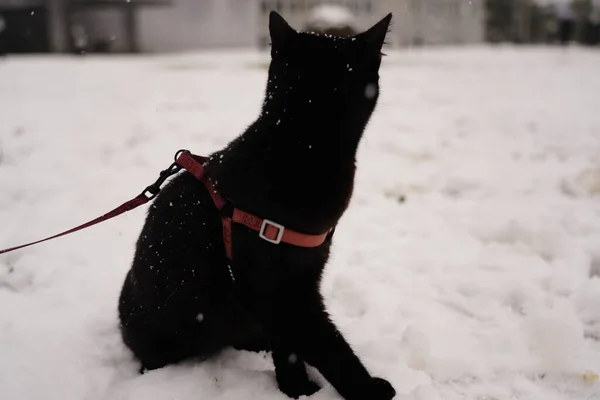 Svart Katt Sitter Vit Snö — Stockfoto