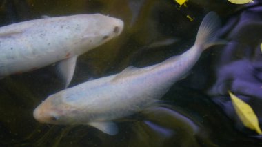 Çok renkli büyük balıklar açık havuzda yüzer.