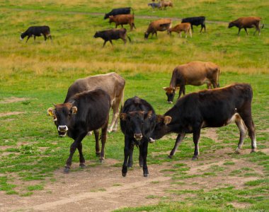 Otlakta ot yiyen inekler sürüsü