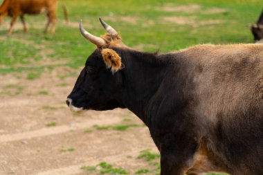 Gri inek çayırda ot yiyor.