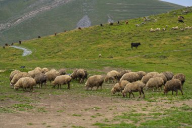 Bir koyun sürüsü yeşil bir çayırda yürüyor