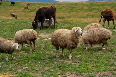 Bir koyun sürüsü yeşil bir çayırda yürüyor