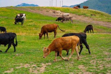 Gri inek çayırda ot yiyor.
