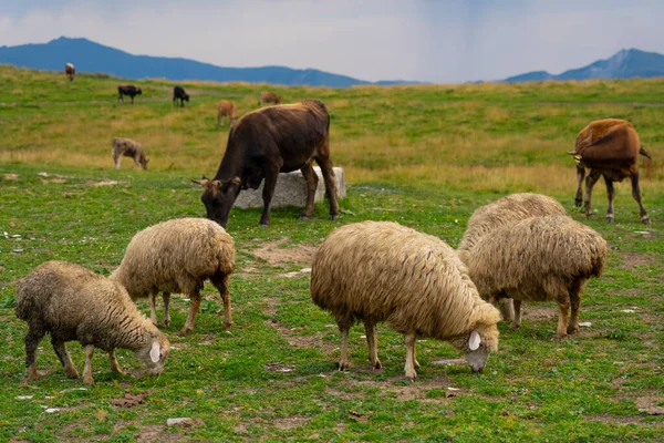 Ένα Κοπάδι Πρόβατα Περπατά Ένα Πράσινο Λιβάδι — Φωτογραφία Αρχείου