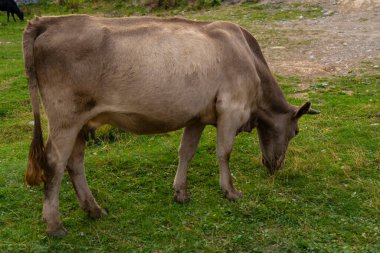 Gri inek çayırda ot yiyor.