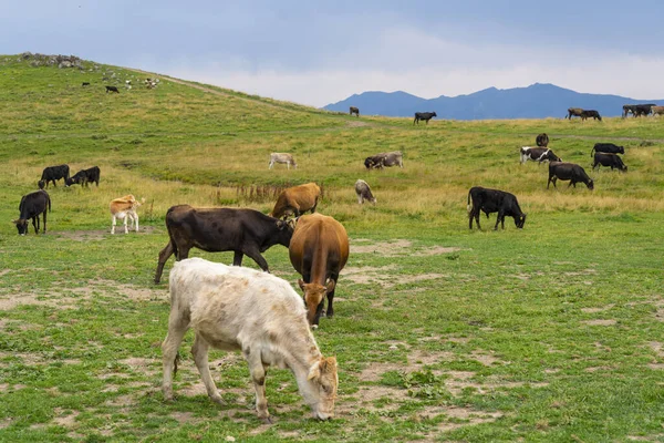 Αγέλη Αγελάδων Που Τρώνε Χορτάρι Στο Λιβάδι — Φωτογραφία Αρχείου