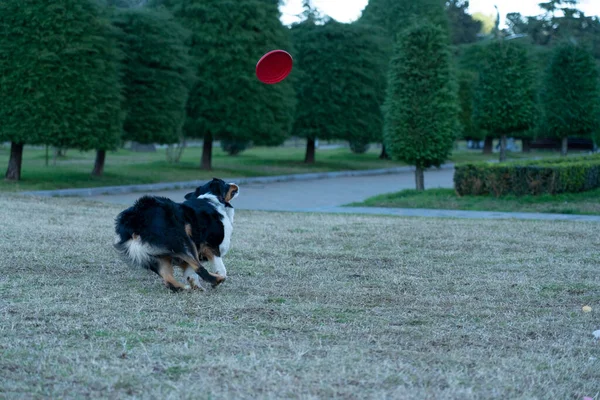 Собака Играет Фрисби Зеленом Лугу — стоковое фото