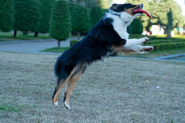 Hund Spelar Frisbee Grön Äng — Stockfoto
