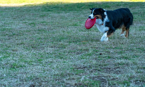 Hund Spelar Frisbee Grön Äng — Stockfoto