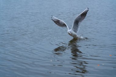 Martı suyun üzerinde oturur.