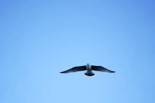 Gabbiano Vola Nel Cielo Blu — Foto Stock