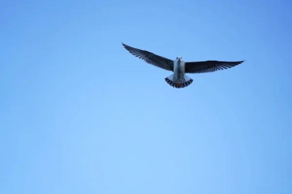 Martı Mavi Gökyüzünde Uçar — Stok fotoğraf