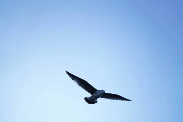 Чайка Літає Блакитному Небі — стокове фото