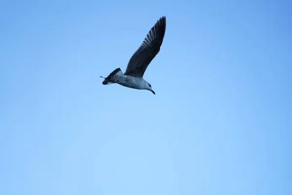 Seagull Flies Blue Sky — Stock Photo, Image