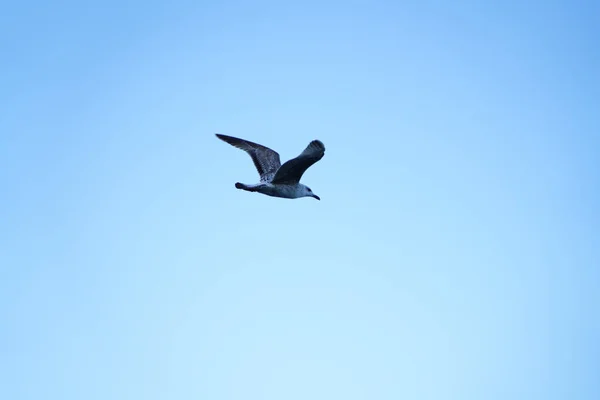 Seagull Flies Blue Sky — Stock Photo, Image