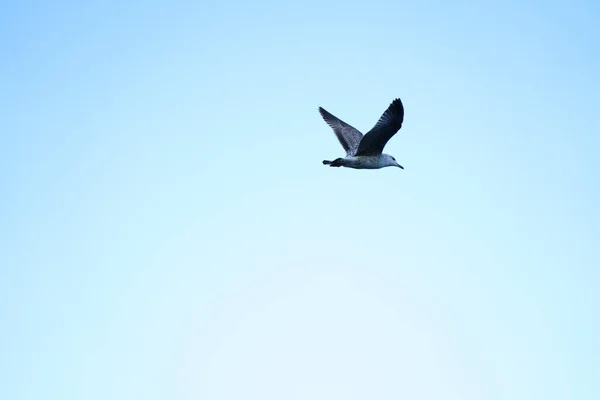 Seagull Flies Blue Sky — Stock Photo, Image