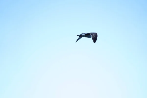 Mouette Vole Dans Ciel Bleu — Photo