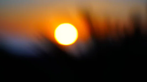 ヤシの木の後ろの太陽 — ストック写真